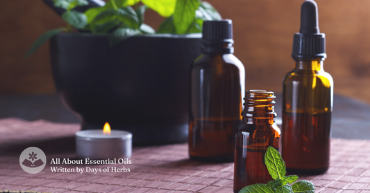 認識精油必讀的第一篇文章