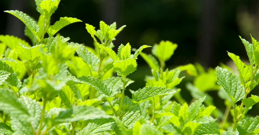 如何沖泡一杯檸檬香蜂草茶